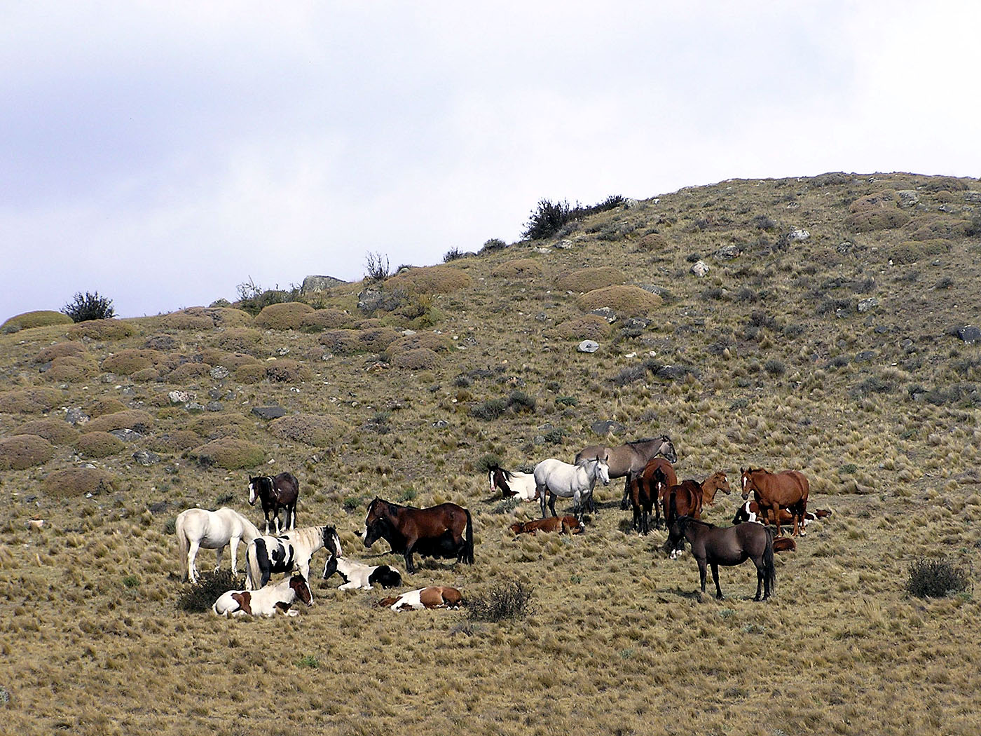 Patagonian Wild Horses near Puerto Natales, Chile